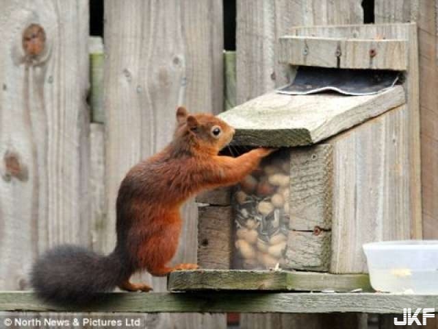 自家公園發現稀有紅松鼠　男子建松鼠箱供食